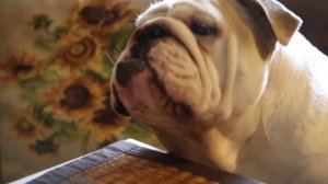 Разговаривающий английский бульдог