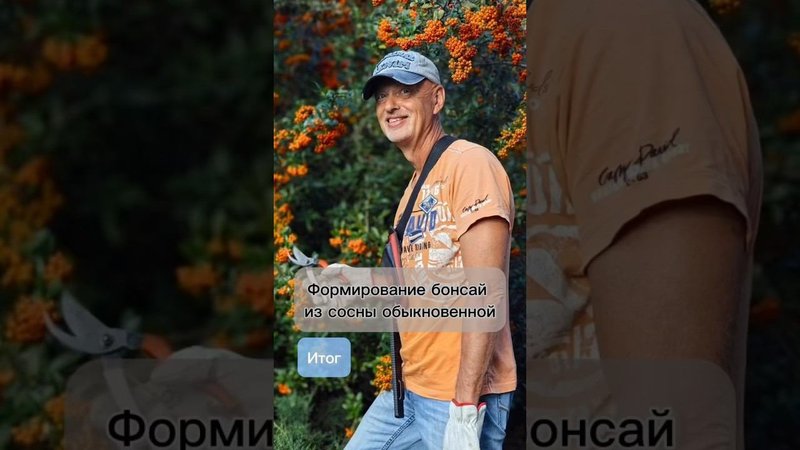 Формирование бонсай из сосны обыкновенной. Итог.