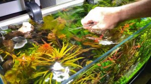 Pogostemon Kimberly - Planted Tank