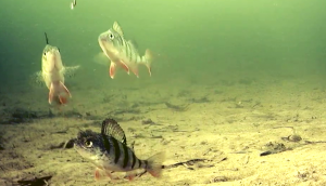 С безмотылкой за плотвой и подводные съемки на камеру сравнительный тест балансир мормышка.