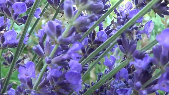 LAVANDA, planta miraculoasă pentru sănătate смотреть онлайн