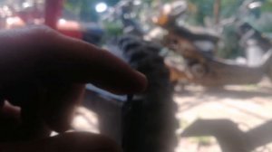 Трос сцепления от Муравья для мотоблока МТЗ