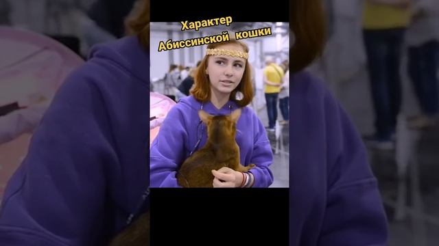 Абиссинская кошка: характер