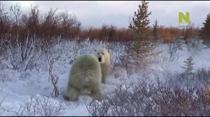 Лето белых медведей (ч.5)