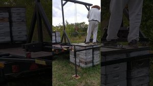 Погрузка пчёл на прицеп с помощью козлового мини крана.