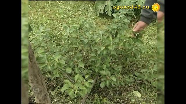 Груши в стланцевой форме? реально выращивать! смотреть онлайн