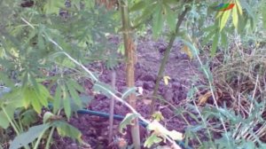 Задержан коноплевод-любитель.