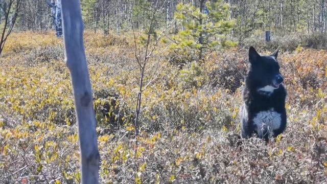 По Волоярви на байдарке смотреть онлайн