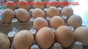 Инкубационное яйцо Мехеленской кукушки.Ку-ку де Малин.