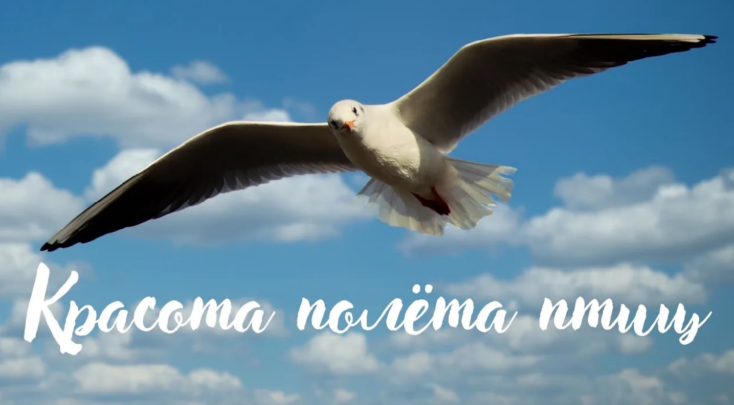 Птицы. Красота полёта птиц. Красивая музыка. Музыка для души.