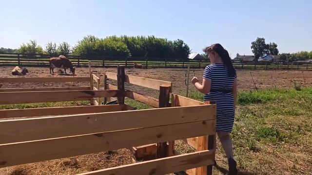 КАК СЭКОНОМИТЬ 45 ТЫС НА СЕНЕ‼️МОТОБЛОК-НЕВА КОСИМ ТРАВУ! смотреть онлайн