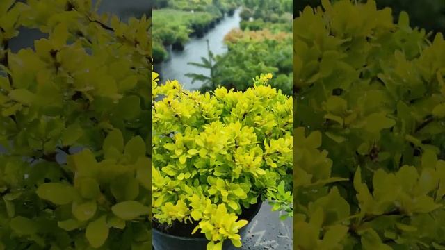 краткий обзор Барбарис Тунберга Тини Голд (Berberis thunbergii Tiny Gold)