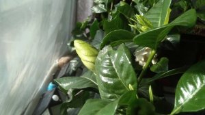 Гардения. Исправляем ошибки в составе грунта без пересадки.