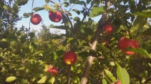 Яблоня сорт зимний Богемия. Дегустация