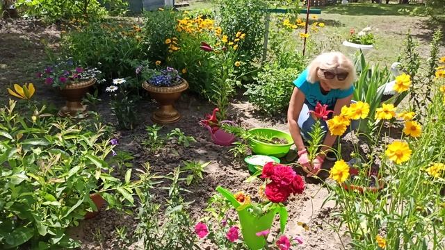 Как посадить лилию. Какой уход за лилией. Посадка лилии летом смотреть онлайн