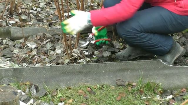 Обрезка ремонтантной малины осенью смотреть онлайн