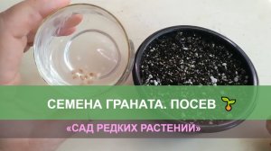 Комнатный гранат, посев семян