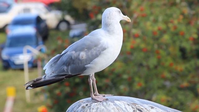 Серебристая чайка (лат. Larus argentatus) смотреть онлайн