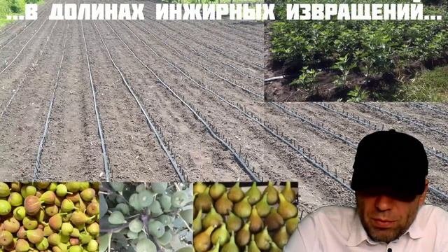 Инжир нужно укрывать! увы, такова се ля вЫ)) #укрытие #инжир