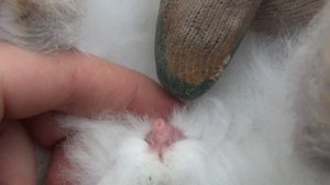 как определить пол крольчат