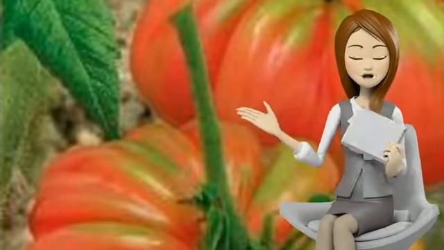 семена томатов, купить в интернете, Фитофтороустойчивый, Амурская заря, Балкони Елоу, Шоколадные св смотреть онлайн