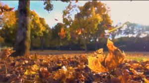 Рябиновые гроздья