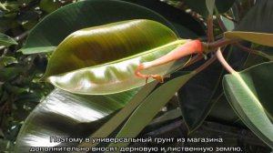 Фикус Тинеке — выращивание и уход за цветком