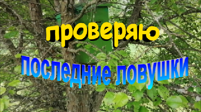 Проверяю последние ловушки. Сезон роеловства закончен. смотреть онлайн