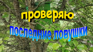 Проверяю последние ловушки. Сезон роеловства закончен.