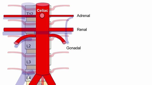 USMLE RX - 4.Желудочно-кишечный тракт - 1.Анатомия - 1.Брюшная аорта и её ветви