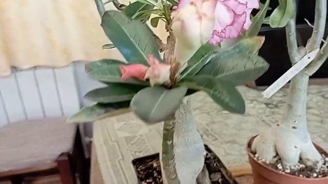 Адениумы в декабре. Марта, Перу, Саб Тави Кун, зреют рожки. смотреть онлайн