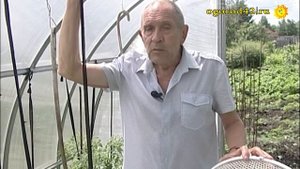 Спасение растений в жару: вентилятор в теплице!