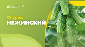 Огурец НЕЖИНСКИЙ | #огурцы #огород #рассада #семена #семенамаркет