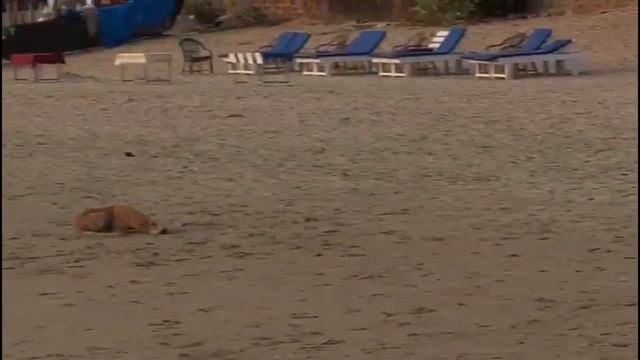 Palolem Beach Goa |Things To do In South Goa | Places To Stay