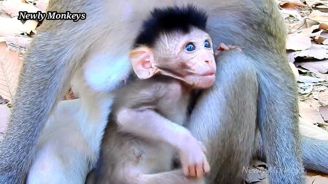 Baby Vikki is grow fast, Now baby Vikki is the biggest among babies that was born in December 2019 смотреть онлайн