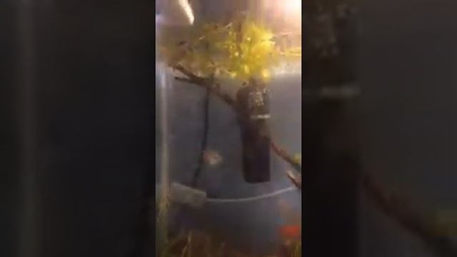 Аквариум с меченосцами,макроподами,гуппи,крапчатыми, анцитрусами