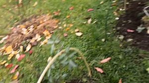 Розы в подмосковье цветут и в ноябре. Сорта роз радующих в холода. Rose