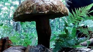 собираем грибы Владивосток шамора??