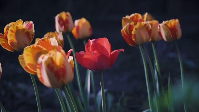 Какая бесконечно красивая музыка! Просто розы и красивая музыка! Хочется слушать и слушать снова