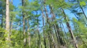 Охота на медведя с собаками в Магаданской области. Медведь на дереве.