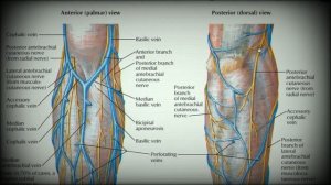 Анатомия с АВ. Плечевое сплетение (plexus brachialis).