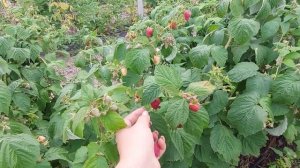 Малина Прималба. Первое плодоношение