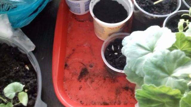 Огурцы на рассаду/ торфяные стаканчики /проверяем семена на всхожесть. смотреть онлайн