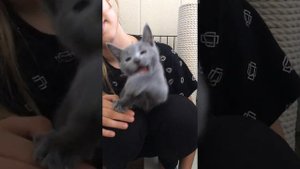 Русские голубые котята! Русская голубая Кошка!