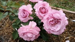 Роза Love Song. Лав Сонг. Флорибунда (Floribunda)