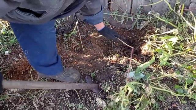 Гуси занеслись/ копаем хрен/ опять помидоры ? смотреть онлайн