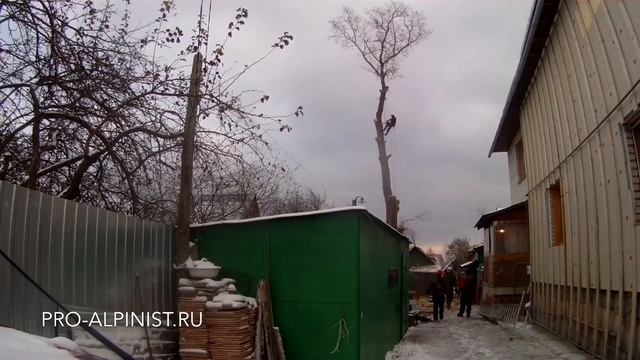 Сложное и опасное удаление дерева частями.