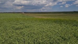 Зимующий горох  Мороз, 11.05.2023