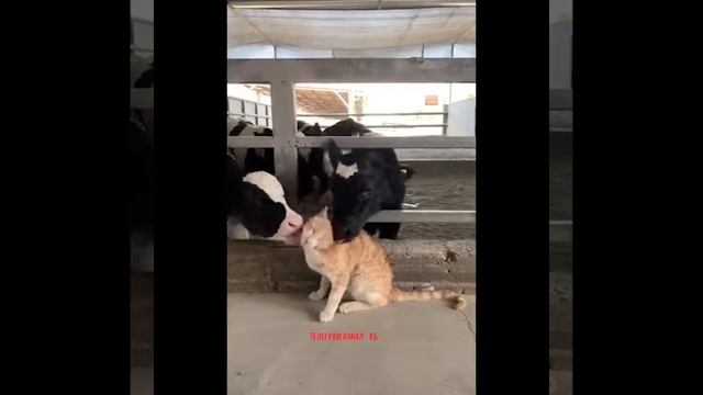 Сладкий кот для каров^_^ смотреть онлайн