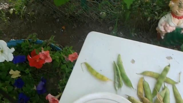 как сохранить фасоль